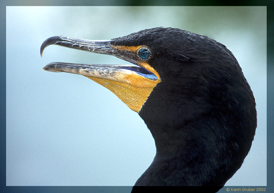 Ohrenscharbe (Phalacrocorax auritus)