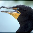 Ohrenscharbe (Phalacrocorax auritus)