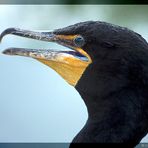 Ohrenscharbe (Phalacrocorax auritus)