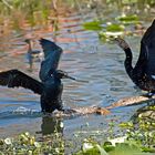 Ohrenscharbe und Schlangenhalsvogel