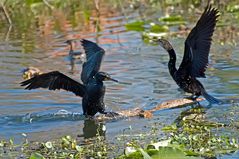 Ohrenscharbe und Schlangenhalsvogel