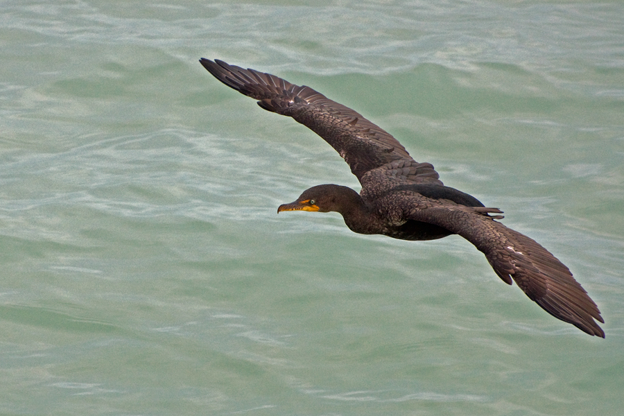 Ohrenscharben - Double-crested Cormorant, auch Florida Cormorant (Phalacrocorax auritus floridanus)