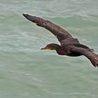 Ohrenscharben - Double-crested Cormorant, auch Florida Cormorant (Phalacrocorax auritus floridanus)