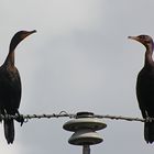 Ohrenscharben - Double-crested Cormorant (Phalacrocorax auritus)