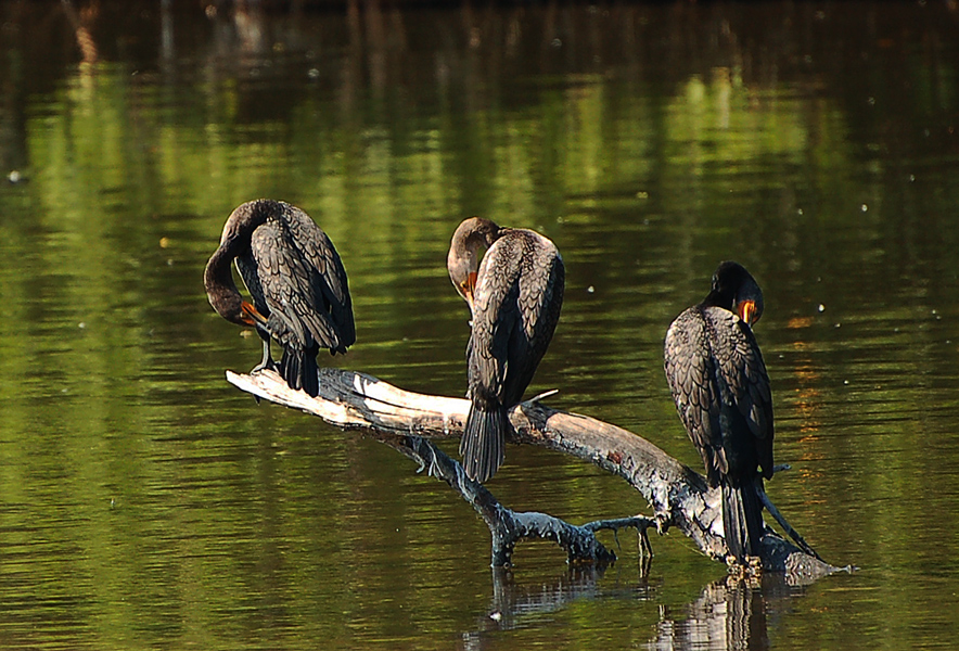 Ohrenscharben - Double-crested Cormorant (Phalacrocorax auritus)...