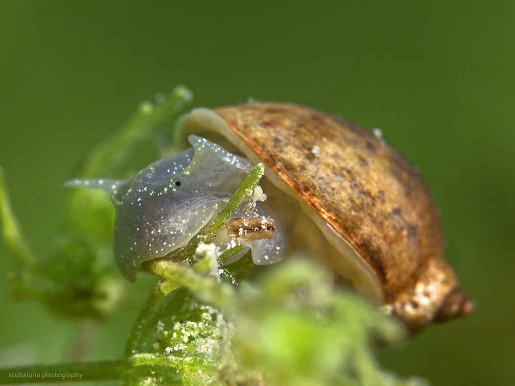 Ohrenschlammschnecke 