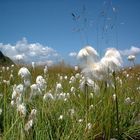 "Ohrenstäbchen" (kurz vor der Ernte!!!)