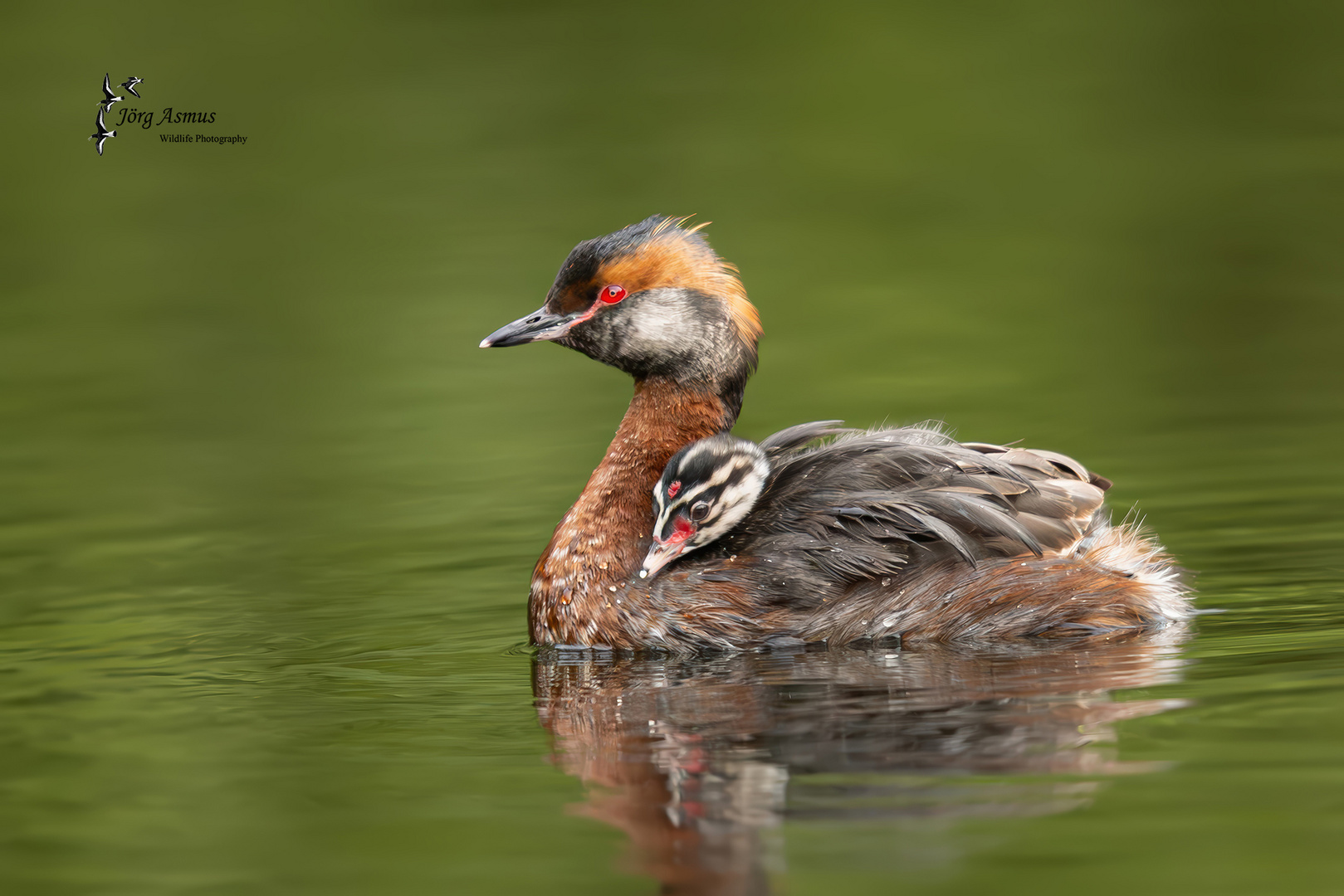 Ohrentaucher mit Jungvogel // Öland