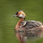 Ohrentaucher mit Jungvogel // Öland
