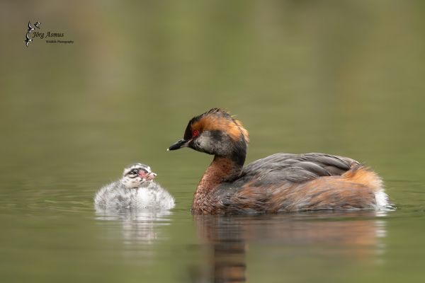 Ohrentaucher mit Jungvogel // Öland