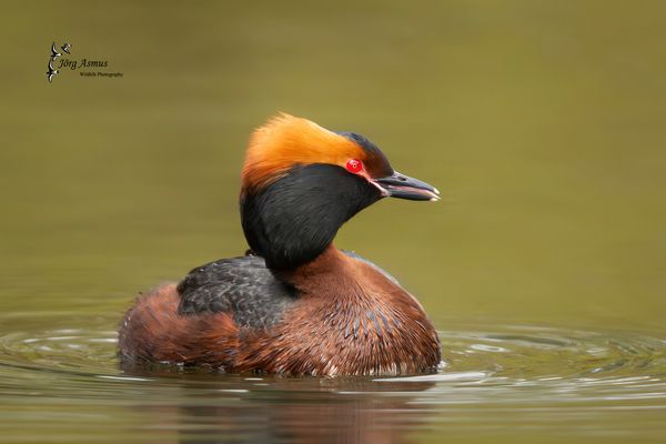 Ohrentaucher // Öland