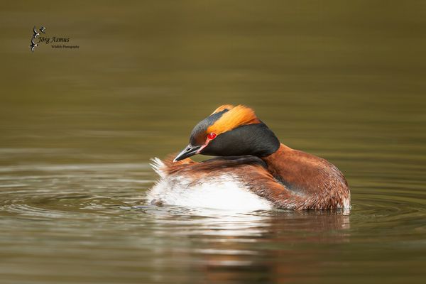 Ohrentaucher // Öland