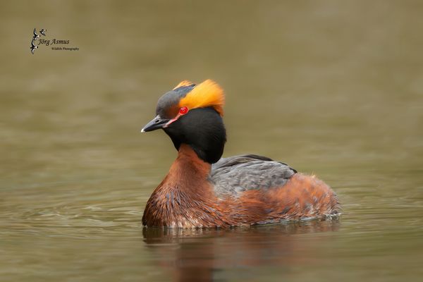 Ohrentaucher // Öland