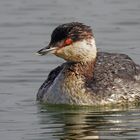 Ohrentaucher (Podiceps auritus) 