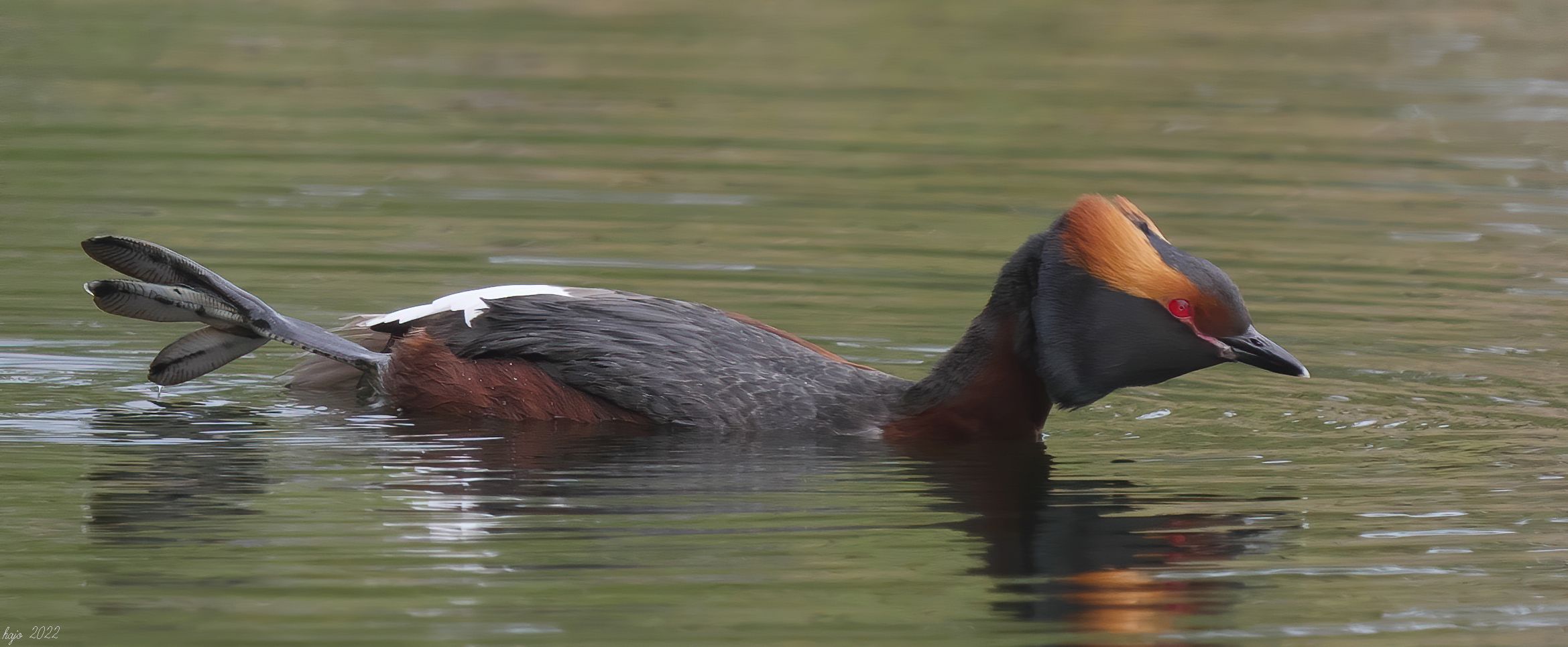 * Ohrentaucher (Podiceps auritus) *