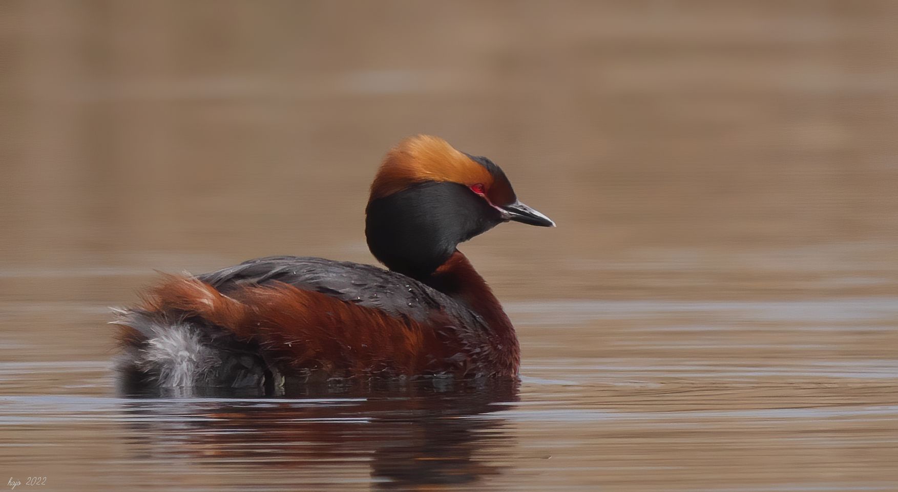 * Ohrentaucher (Podiceps auritus) *