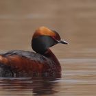 * Ohrentaucher (Podiceps auritus) *