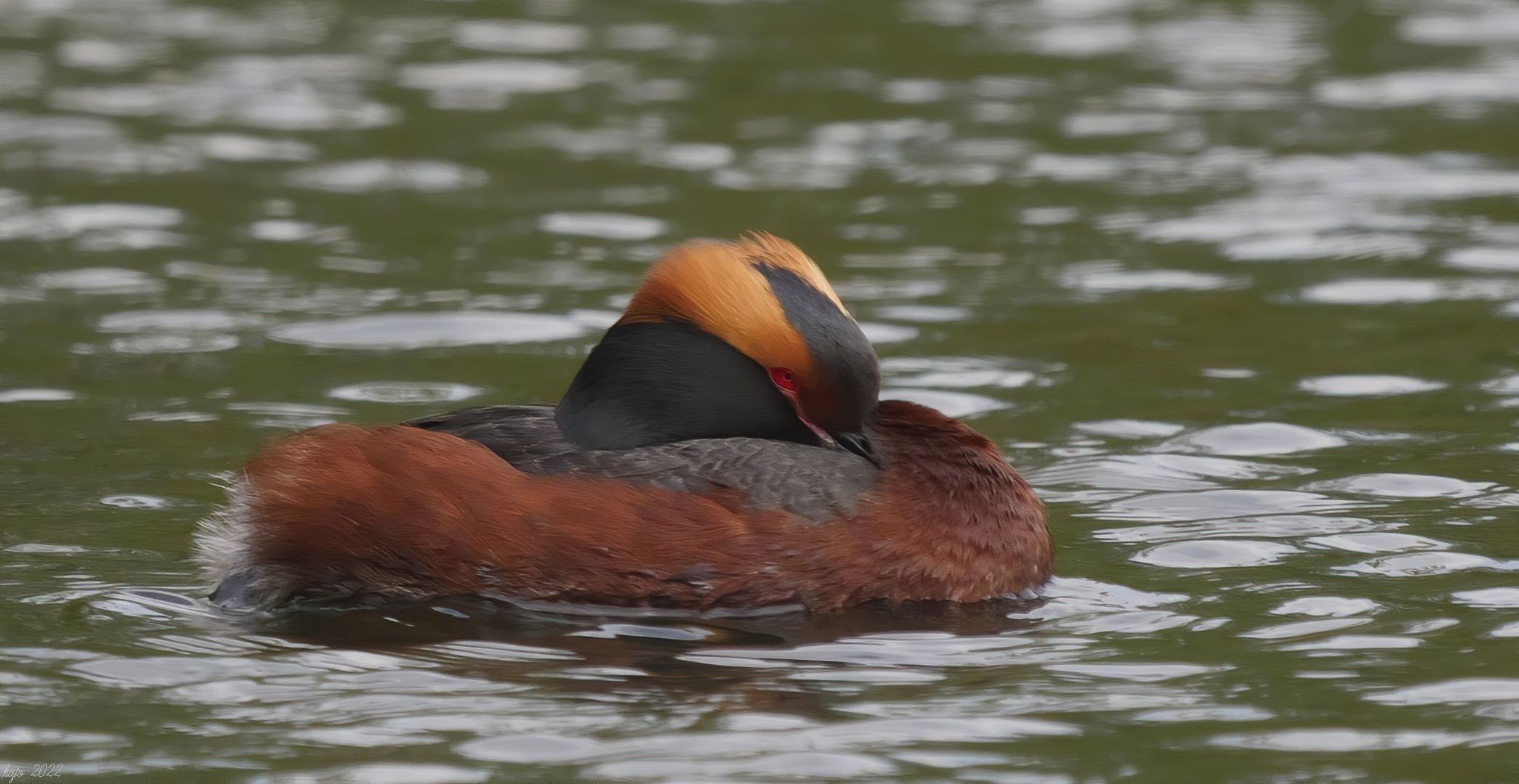 * Ohrentaucher (Podiceps auritus) *