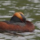 * Ohrentaucher (Podiceps auritus) *