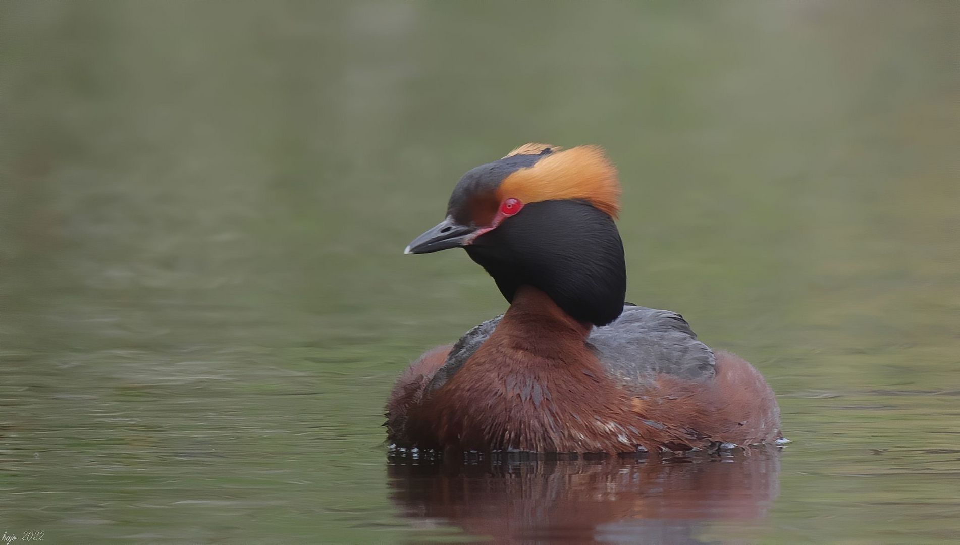 * Ohrentaucher (Podiceps auritus) *