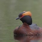 * Ohrentaucher (Podiceps auritus) *