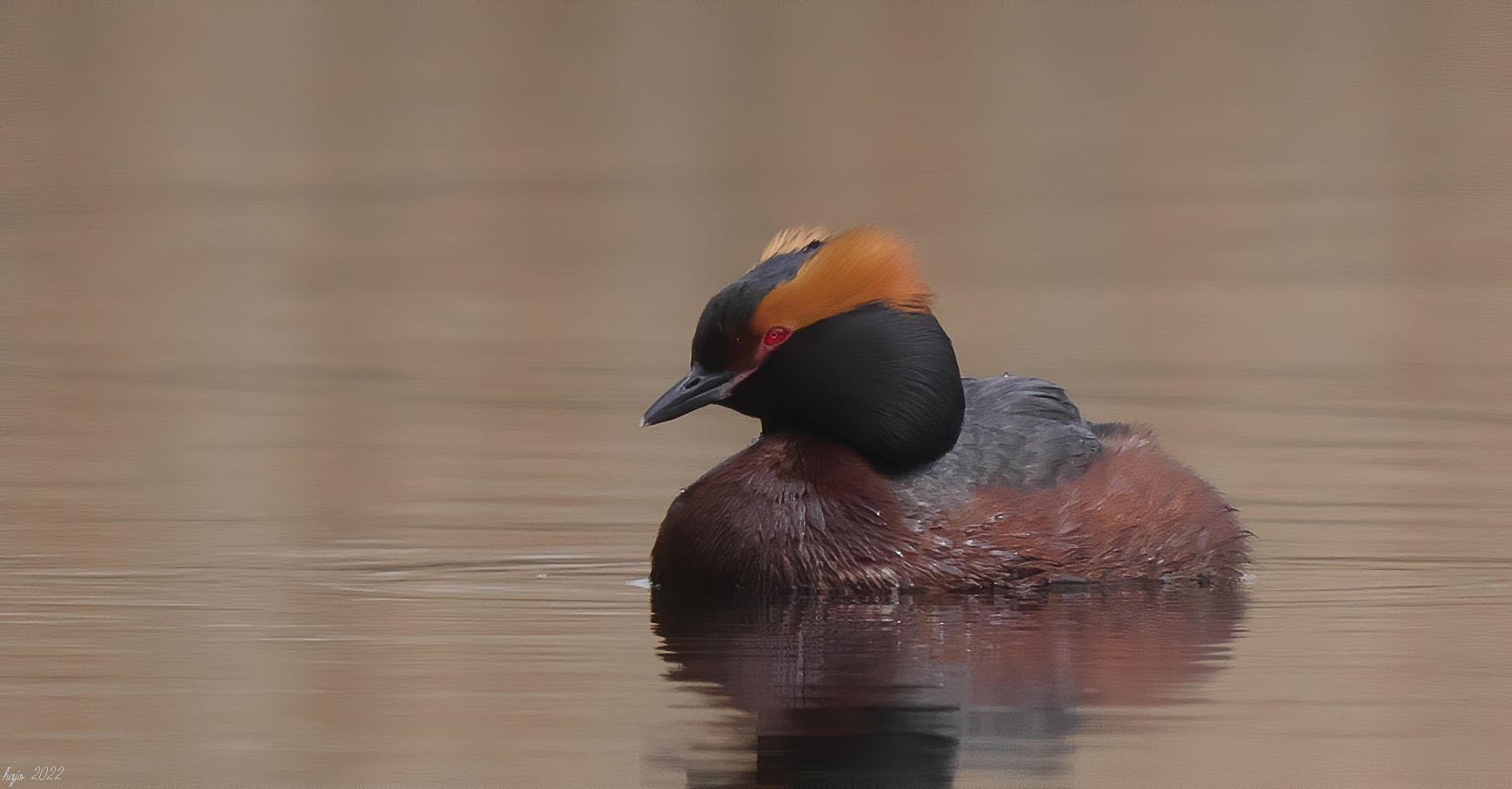 * Ohrentaucher (Podiceps auritus) *