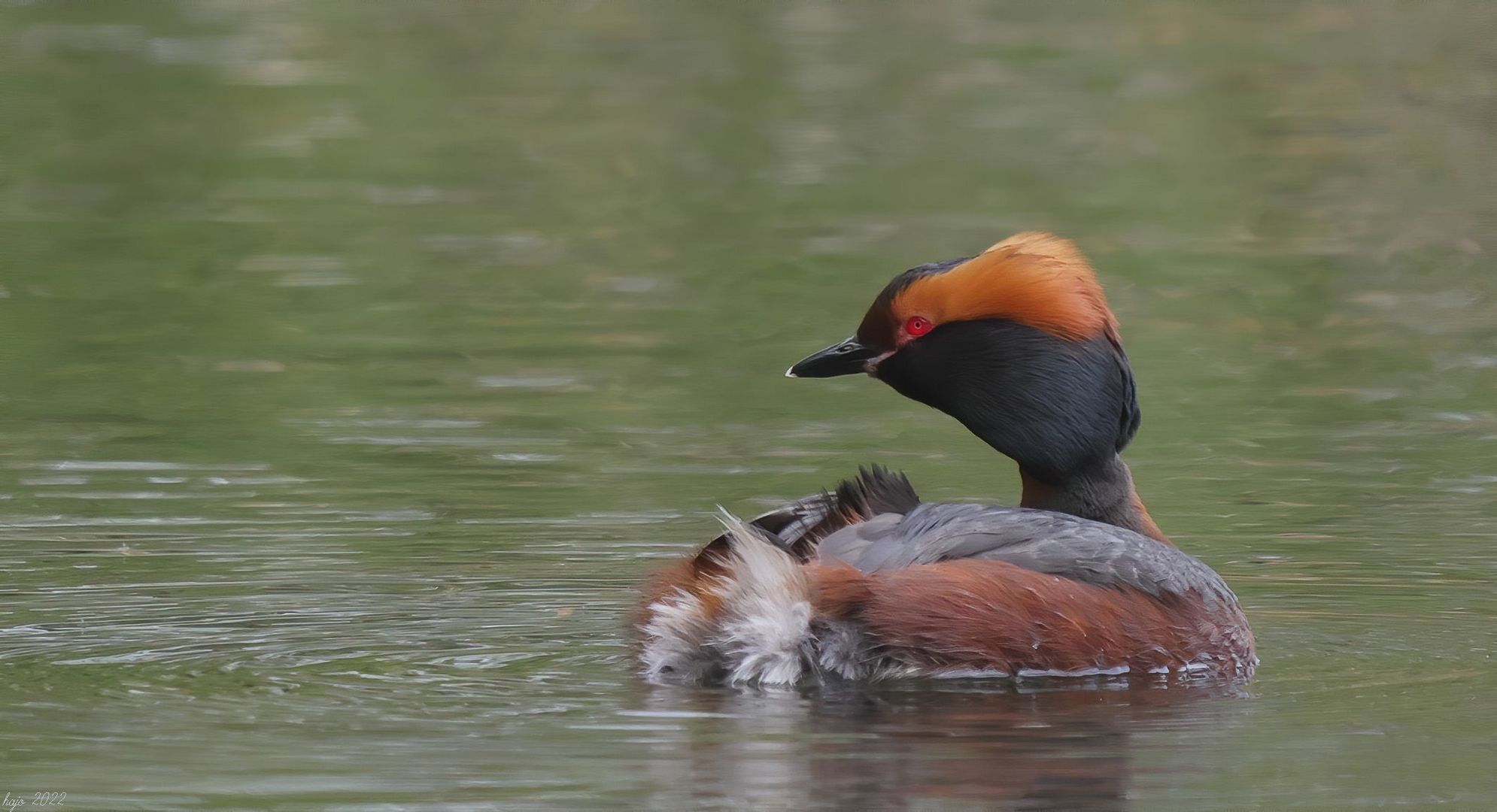 * Ohrentaucher (Podiceps auritus) *