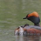 * Ohrentaucher (Podiceps auritus) *