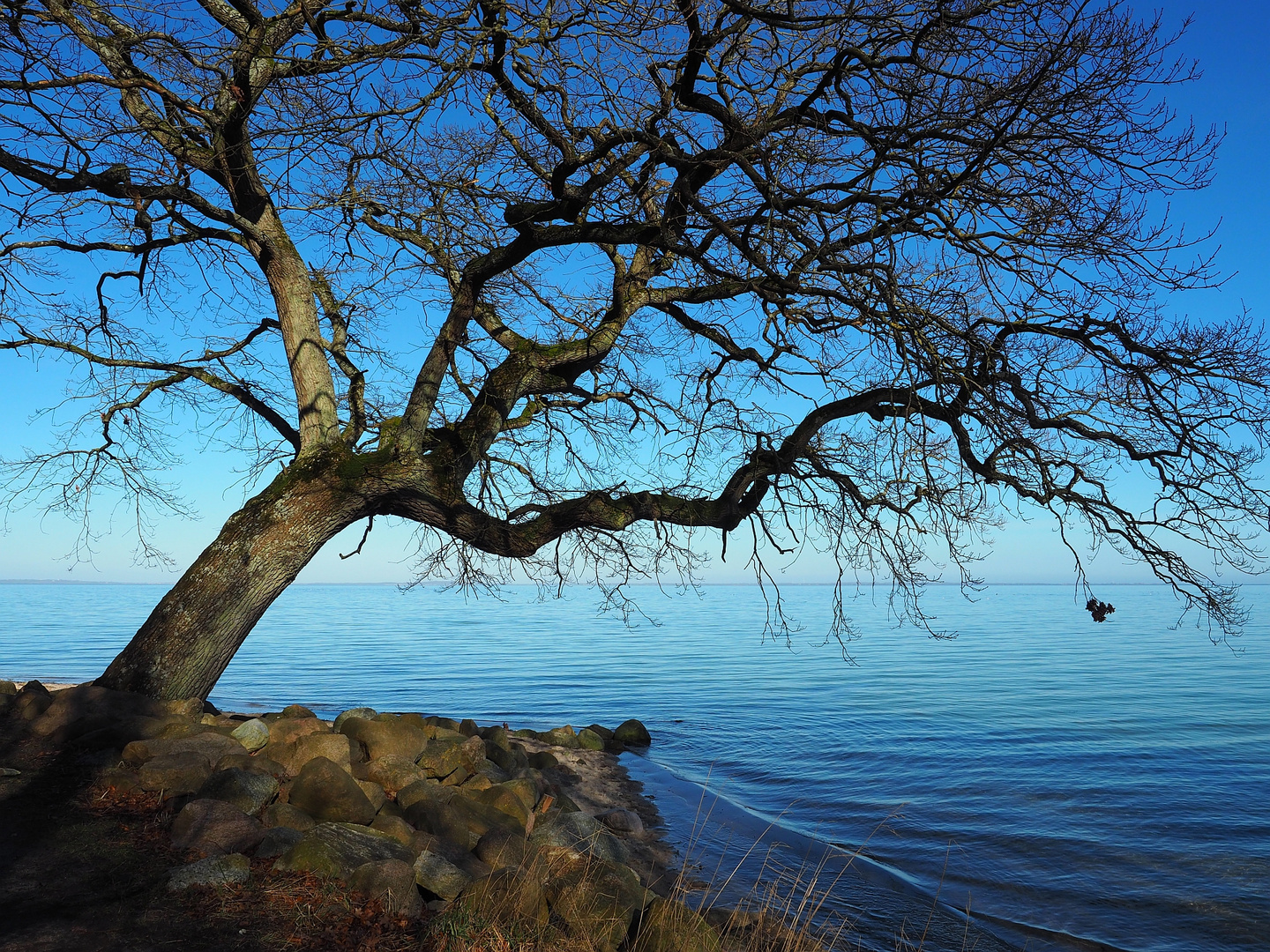 Ohrfeldhaff an der Flensburger Förde