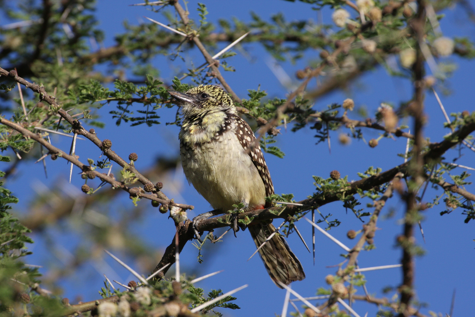 Ohrfleck-Bartvogel