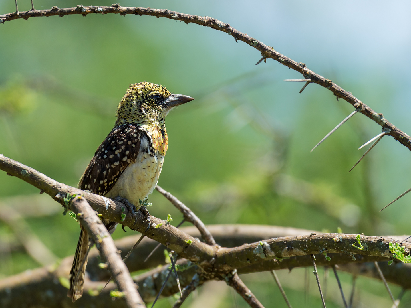 Ohrfleck-Bartvogel