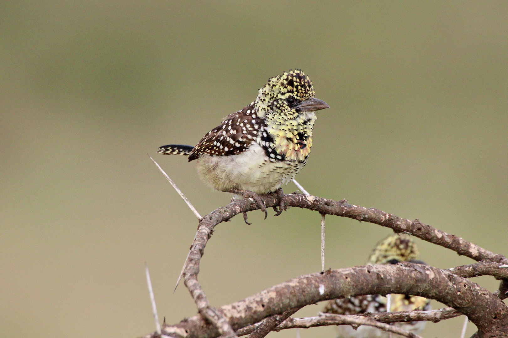 Ohrfleck-Bartvogel