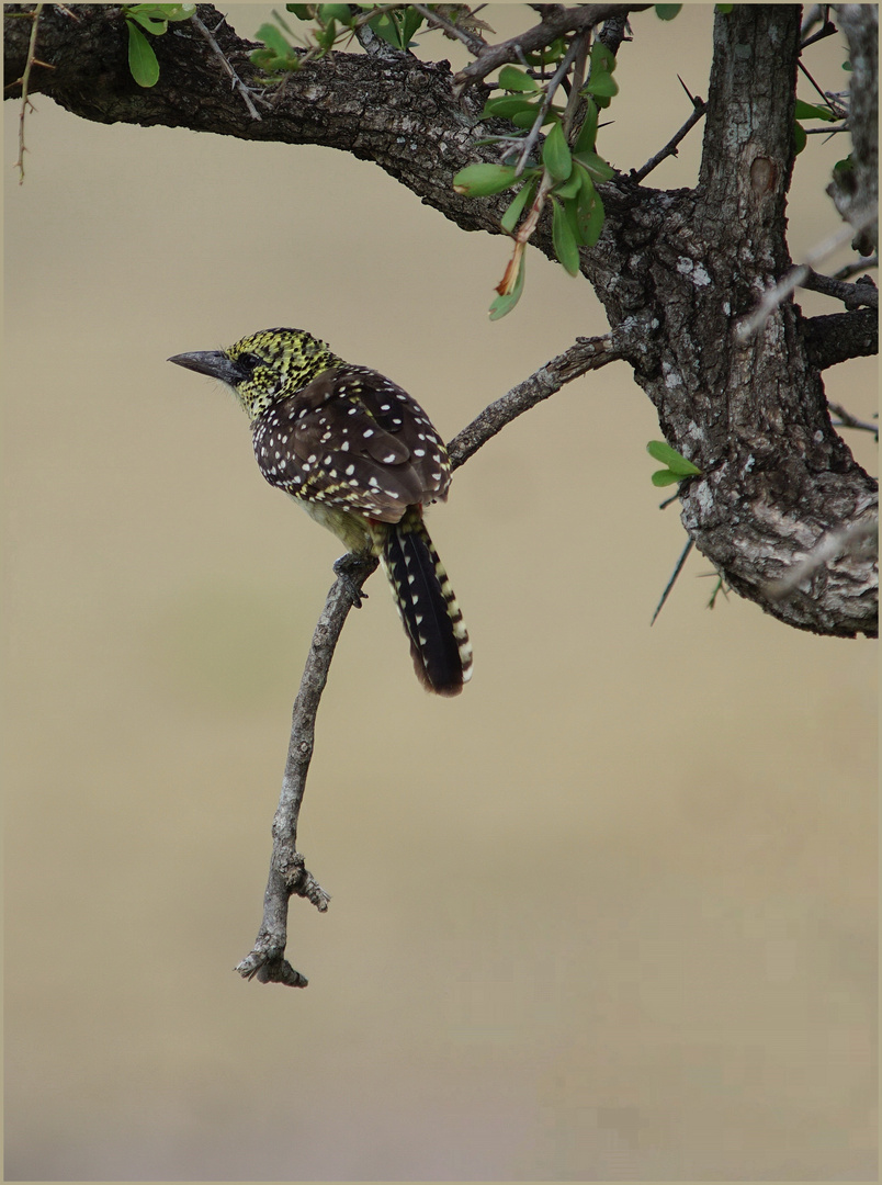 Ohrfleck-Bartvogel 