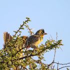 Ohrfleck-Bartvogel + Filmchen