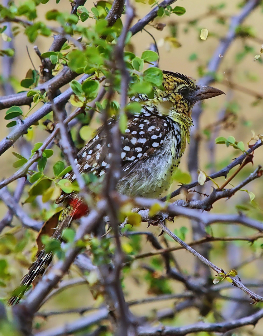 Ohrfleckbartvogel