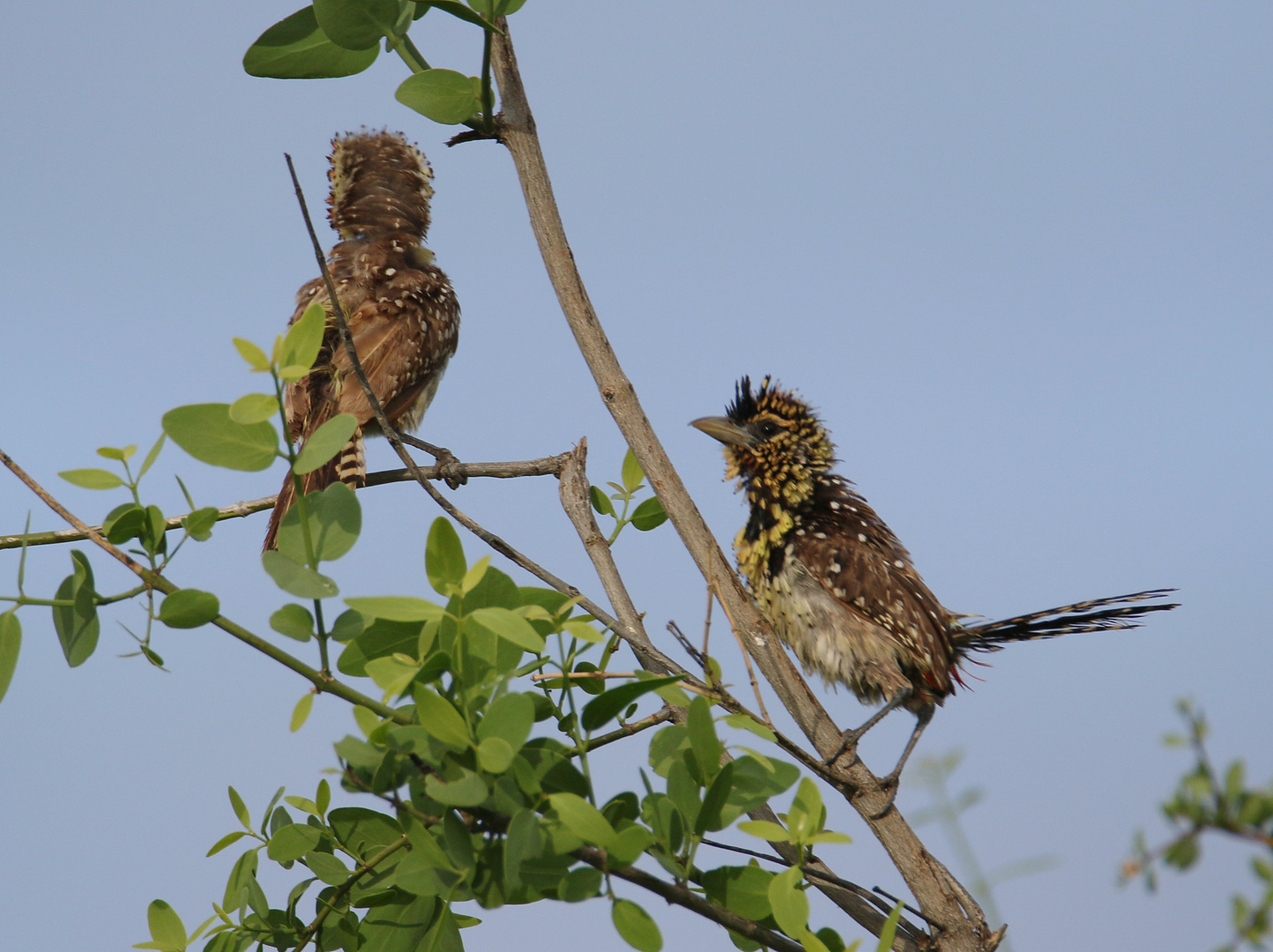 Ohrfleckbartvogel - Pärchen - Bild 1