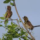 Ohrfleckbartvogel - Pärchen - Bild 1