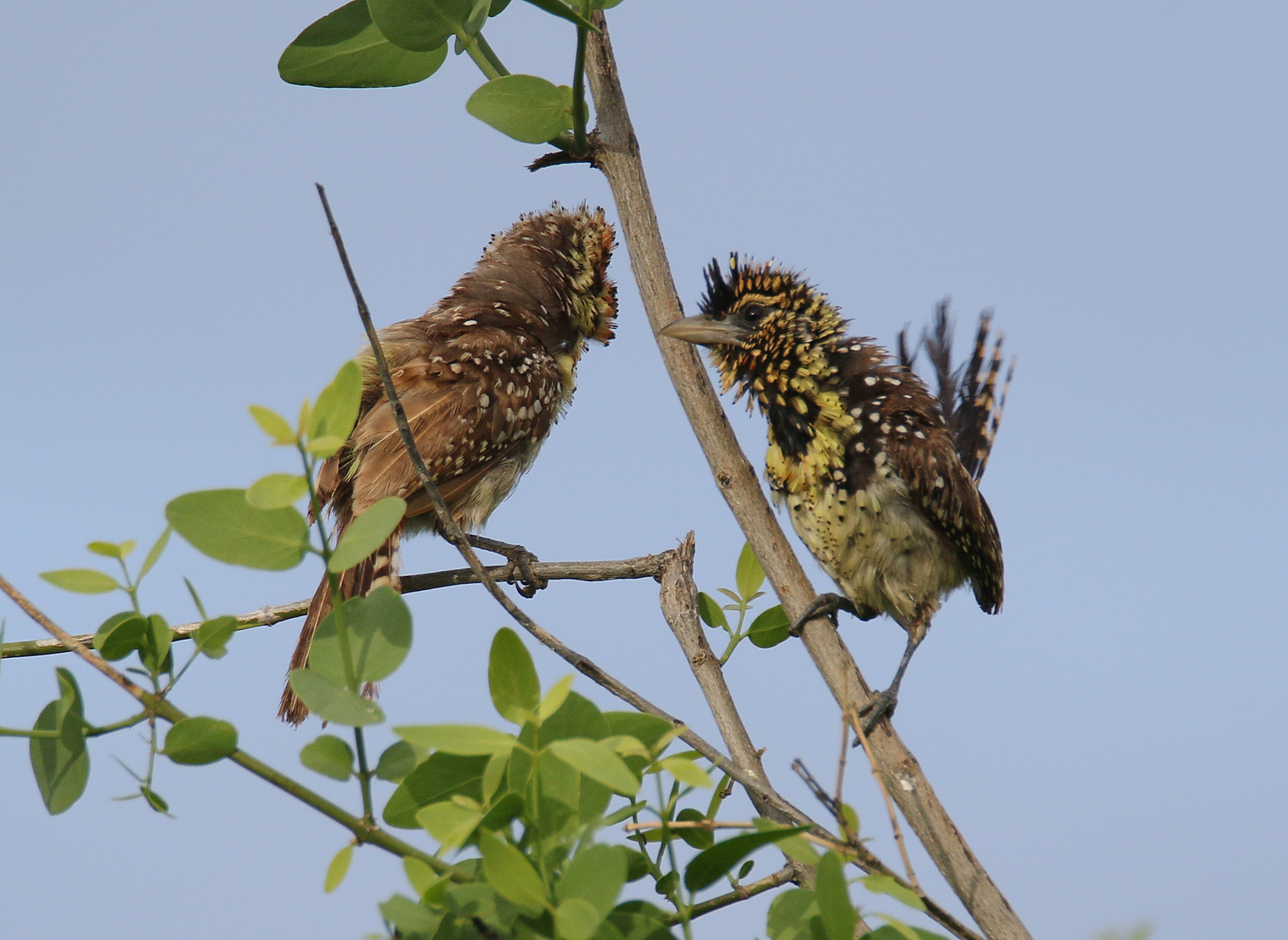 Ohrfleckbartvogel - Pärchen - Bild 2