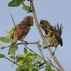 Ohrfleckbartvogel - Pärchen - Bild 2