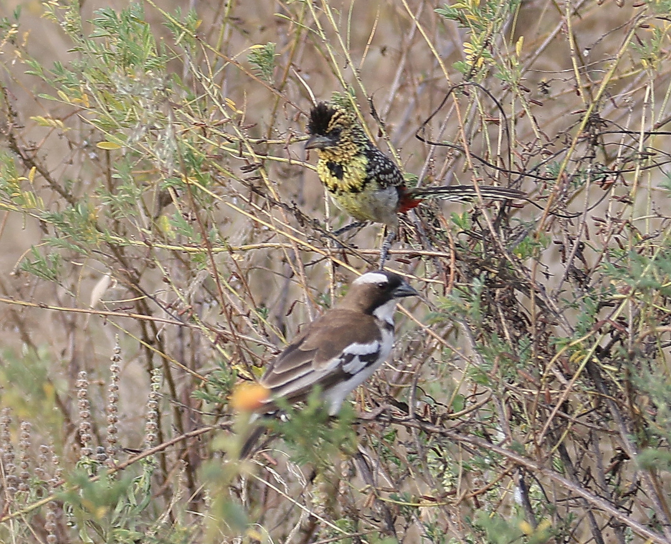 Ohrfleckbartvogel und Mahaliweber