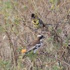 Ohrfleckbartvogel und Mahaliweber