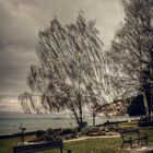 Ohrid Shore