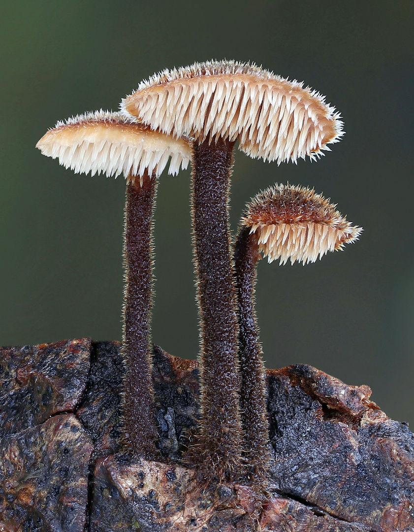 Ohrlöffel-Stacheling (Auriscalpium vulgare)