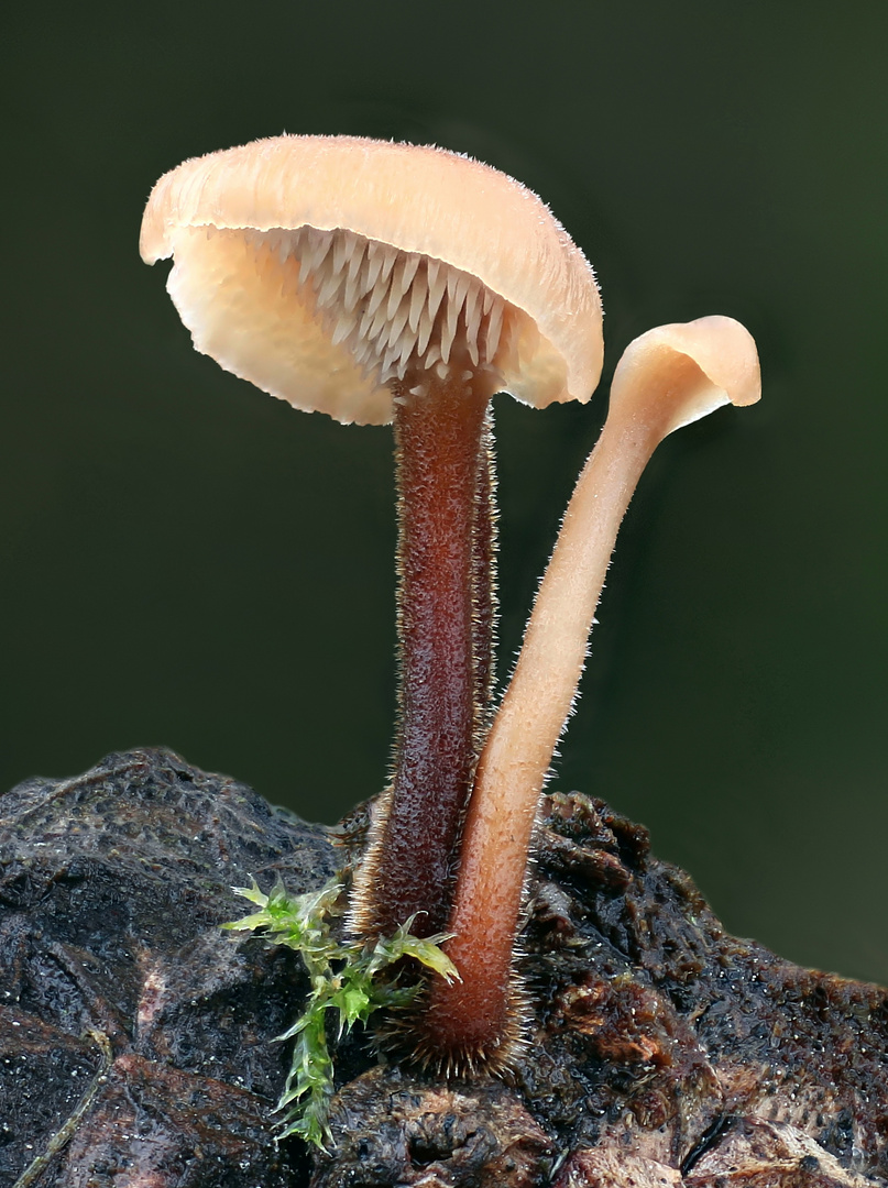 Ohrlöffel-Stacheling (Auriscalpium vulgare)