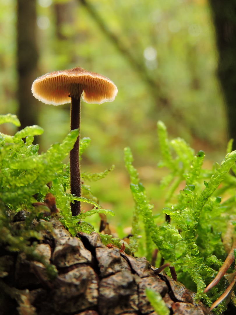 Ohrlöffel-Stacheling (Auriscalpium vulgare) 