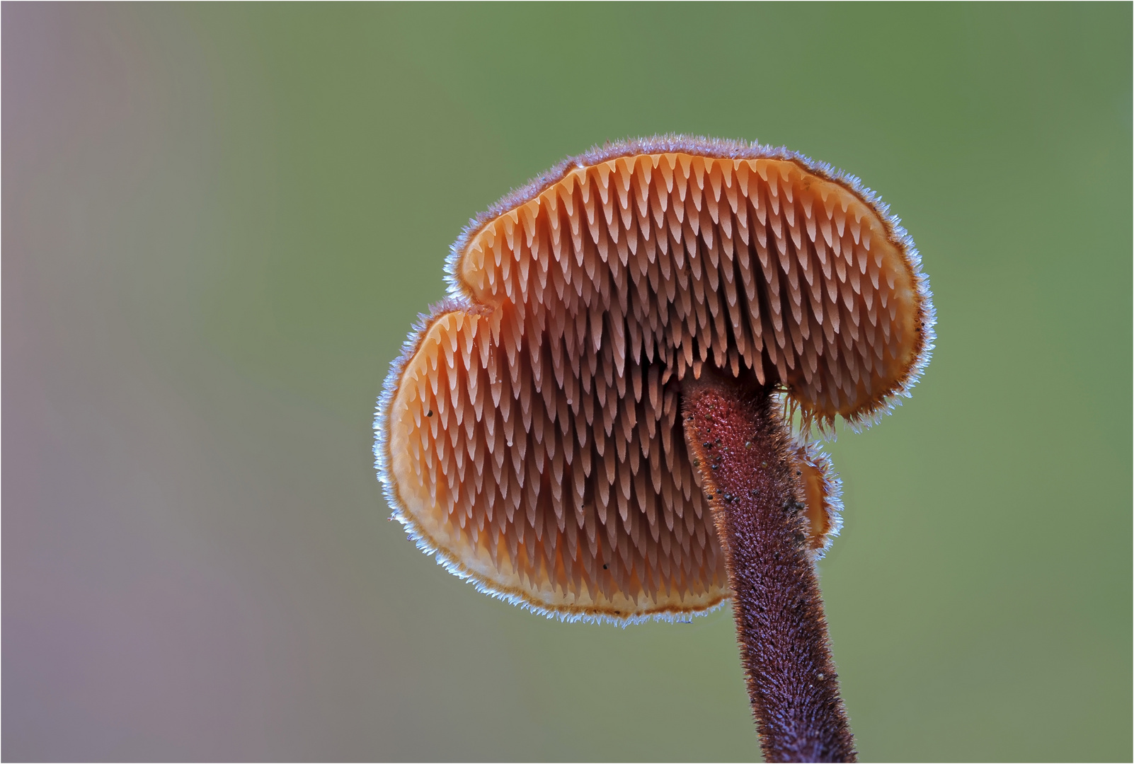 Ohrlöffel- Stacheling (AURISCALPIUM VULGARE) 