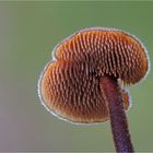 Ohrlöffel- Stacheling (AURISCALPIUM VULGARE) 