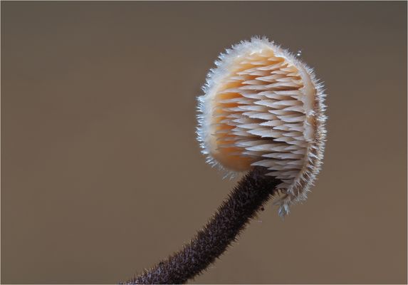 Ohrlöffel-Stacheling 