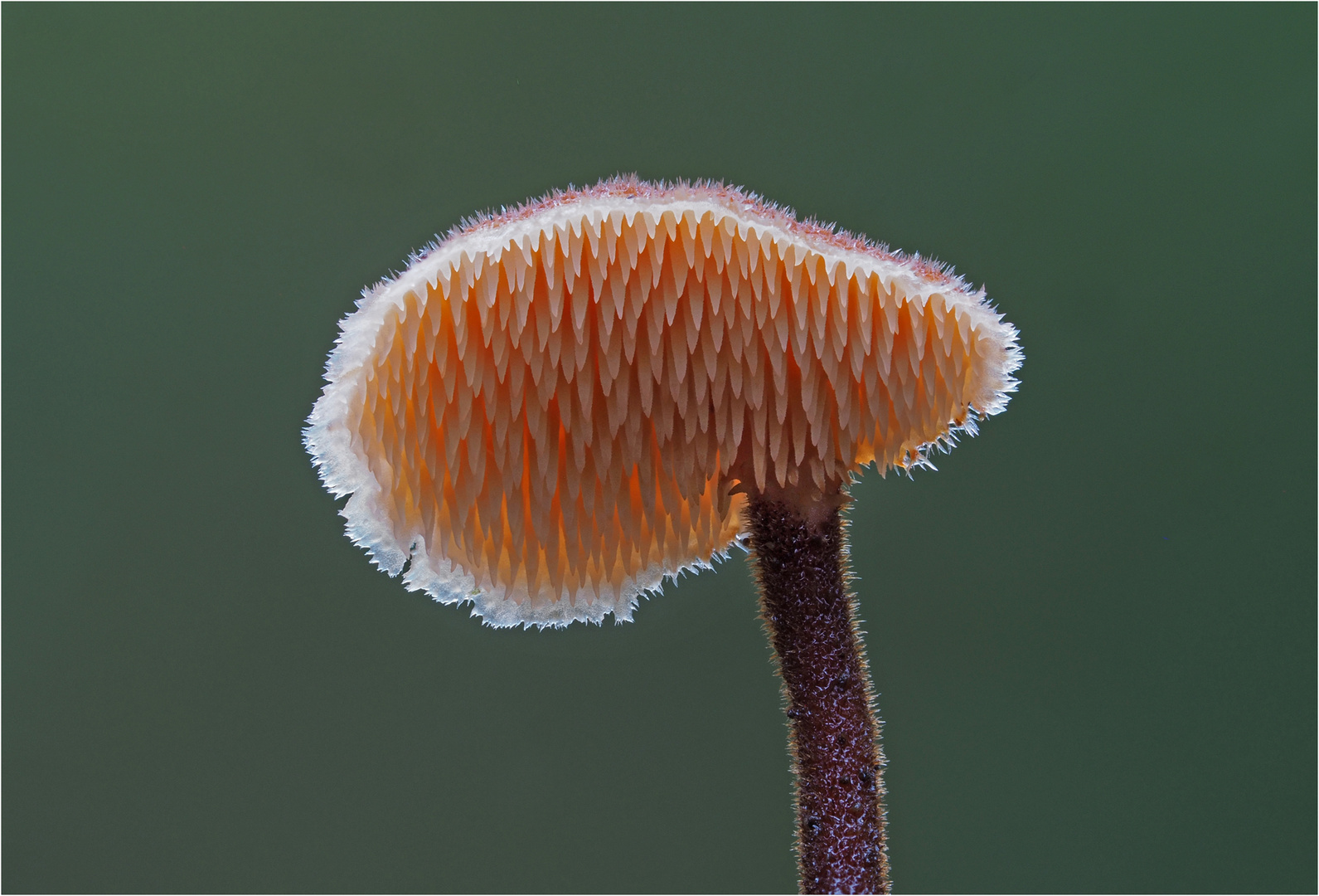 Ohrlöffelstacheling