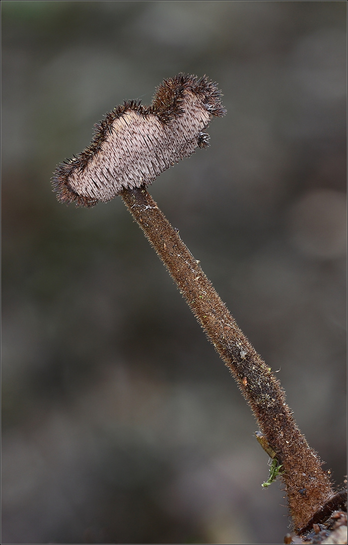 Ohrlöffelstacheling (Auriscalpium vulgare)